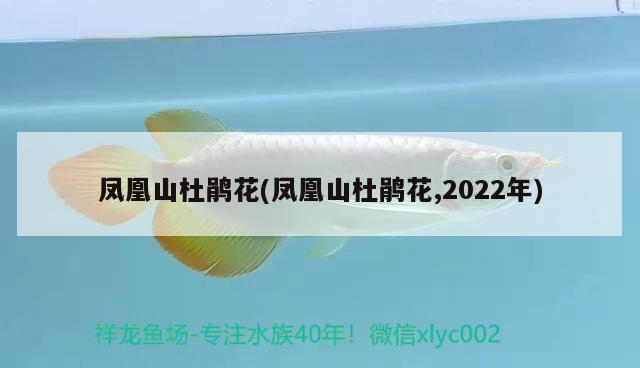 凤凰山杜鹃花(凤凰山杜鹃花,2022年)