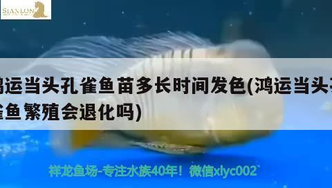 鸿运当头孔雀鱼苗多长时间发色(鸿运当头孔雀鱼繁殖会退化吗) 观赏鱼