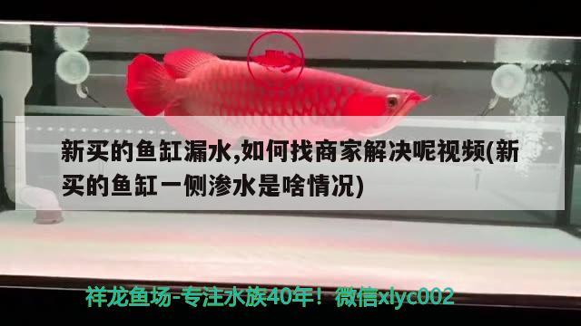 新买的鱼缸漏水,如何找商家解决呢视频(新买的鱼缸一侧渗水是啥情况)