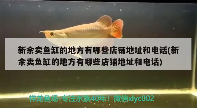 新余卖鱼缸的地方有哪些店铺地址和电话(新余卖鱼缸的地方有哪些店铺地址和电话)