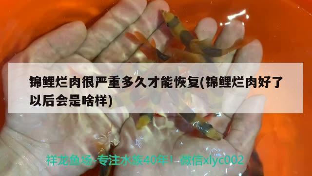 锦鲤烂肉很严重多久才能恢复(锦鲤烂肉好了以后会是啥样) 观赏鱼