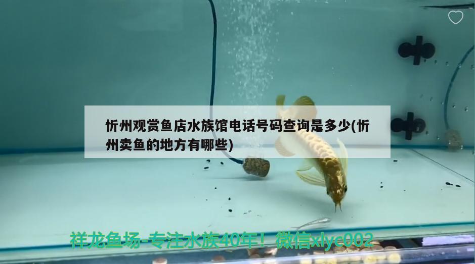 忻州观赏鱼店水族馆电话号码查询是多少(忻州卖鱼的地方有哪些) 金龙鱼粮