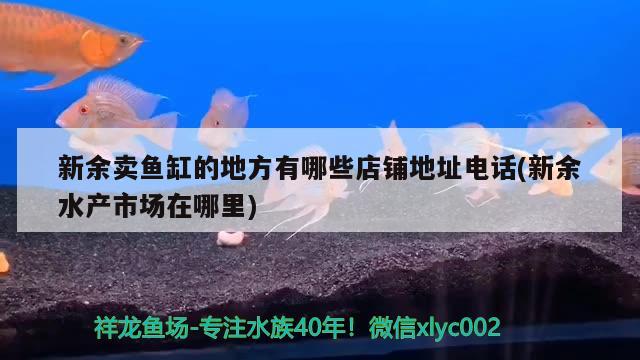 新余卖鱼缸的地方有哪些店铺地址电话(新余水产市场在哪里) 马拉莫宝石鱼