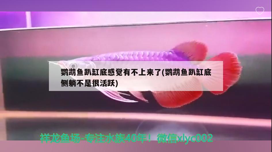 鹦鹉鱼趴缸底感觉有不上来了(鹦鹉鱼趴缸底侧躺不是很活跃)