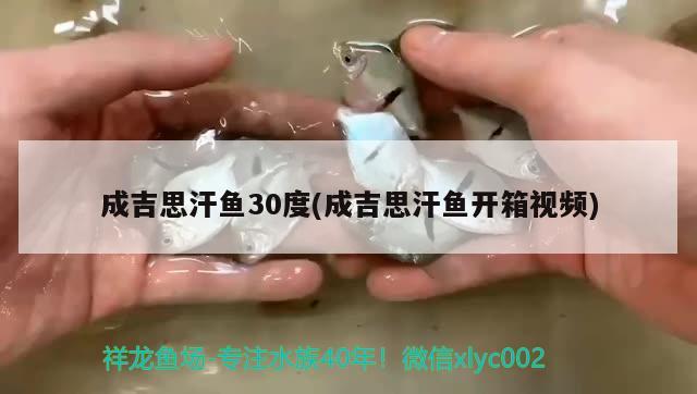 成吉思汗鱼30度(成吉思汗鱼开箱视频) 观赏鱼