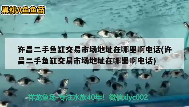 许昌二手鱼缸交易市场地址在哪里啊电话(许昌二手鱼缸交易市场地址在哪里啊电话)