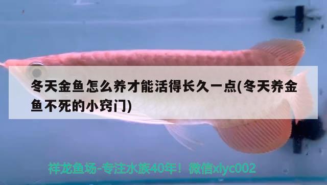 冬天金鱼怎么养才能活得长久一点(冬天养金鱼不死的小窍门)