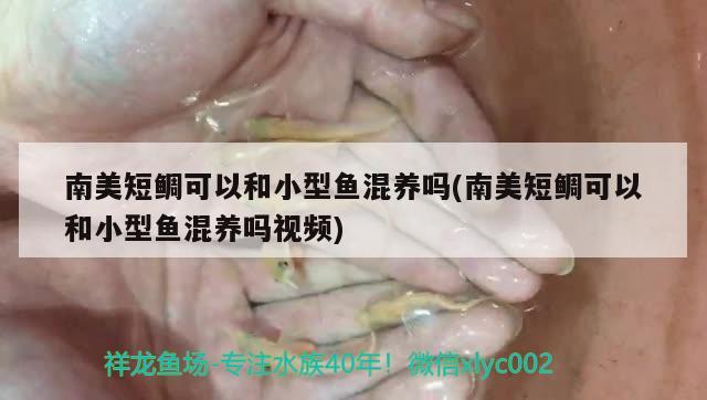 南美短鲷可以和小型鱼混养吗(南美短鲷可以和小型鱼混养吗视频) 观赏鱼