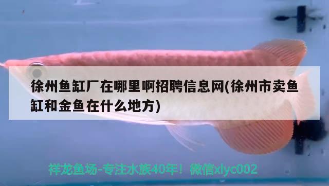 徐州鱼缸厂在哪里啊招聘信息网(徐州市卖鱼缸和金鱼在什么地方)