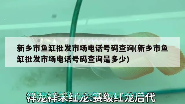 新乡市鱼缸批发市场电话号码查询(新乡市鱼缸批发市场电话号码查询是多少)