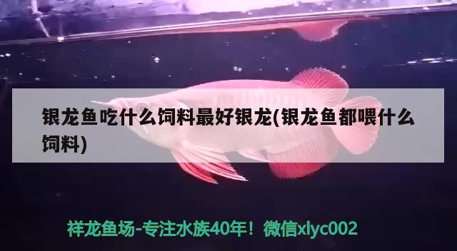 银龙鱼吃什么饲料最好银龙(银龙鱼都喂什么饲料)