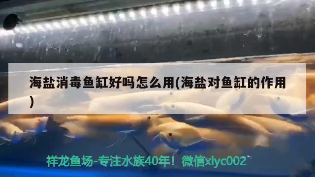 海盐消毒鱼缸好吗怎么用(海盐对鱼缸的作用) 水族世界