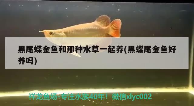 黑尾蝶金鱼和那种水草一起养(黑蝶尾金鱼好养吗)