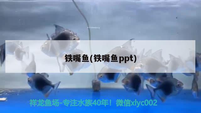 铁嘴鱼(铁嘴鱼ppt) 观赏鱼