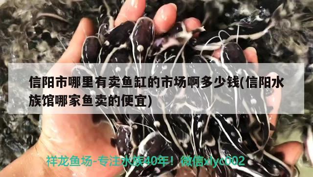 信阳市哪里有卖鱼缸的市场啊多少钱(信阳水族馆哪家鱼卖的便宜)