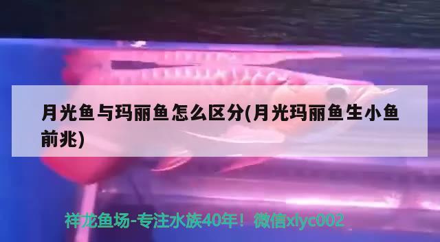 月光鱼与玛丽鱼怎么区分(月光玛丽鱼生小鱼前兆) 观赏鱼