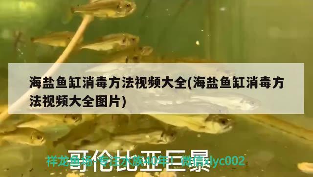 海盐鱼缸消毒方法视频大全(海盐鱼缸消毒方法视频大全图片) 星点金龙鱼
