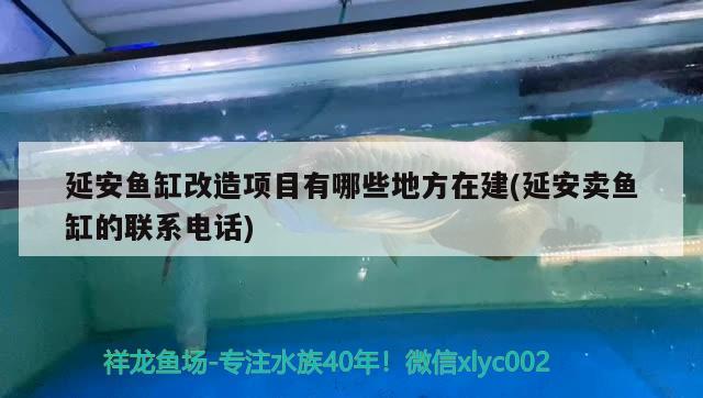 延安鱼缸改造项目有哪些地方在建(延安卖鱼缸的联系电话) 黄金斑马鱼