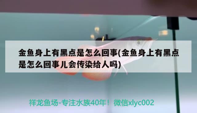 金鱼身上有黑点是怎么回事(金鱼身上有黑点是怎么回事儿会传染给人吗)