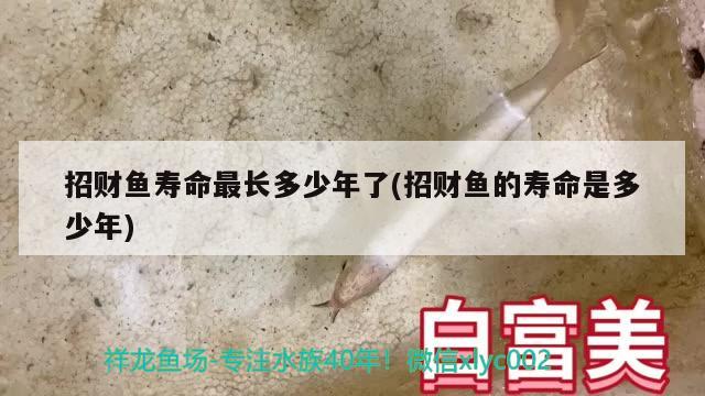 招财鱼寿命最长多少年了(招财鱼的寿命是多少年)