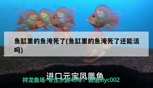 鱼缸里的鱼淹死了(鱼缸里的鱼淹死了还能活吗) 肺鱼 第2张