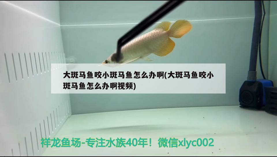 大斑马鱼咬小斑马鱼怎么办啊(大斑马鱼咬小斑马鱼怎么办啊视频) 观赏鱼