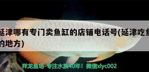 延津哪有专门卖鱼缸的店铺电话号(延津吃鱼的地方) 羽毛刀鱼苗