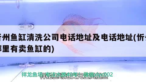 忻州鱼缸清洗公司电话地址及电话地址(忻州哪里有卖鱼缸的) 白子金龙鱼