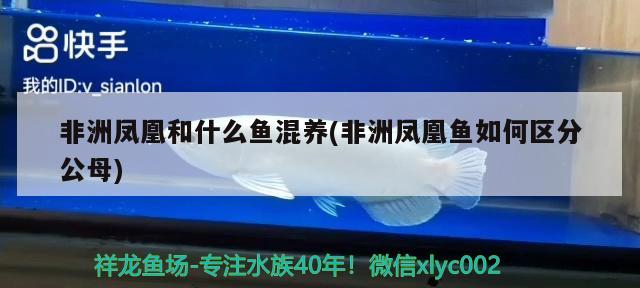 非洲凤凰和什么鱼混养(非洲凤凰鱼如何区分公母)