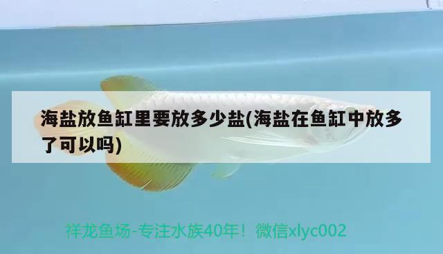 海盐放鱼缸里要放多少盐(海盐在鱼缸中放多了可以吗) 元宝凤凰鱼专用鱼粮 第1张