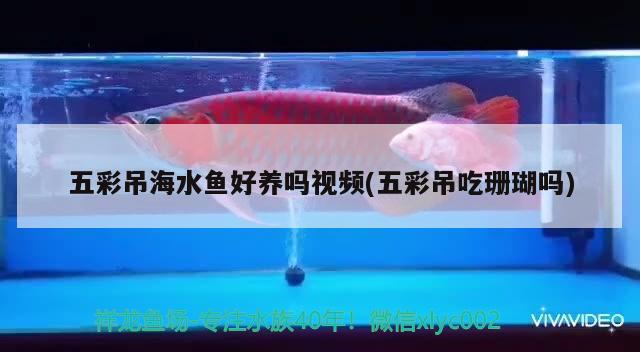 五彩吊海水鱼好养吗视频(五彩吊吃珊瑚吗)