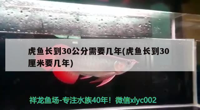 虎鱼长到30公分需要几年(虎鱼长到30厘米要几年)