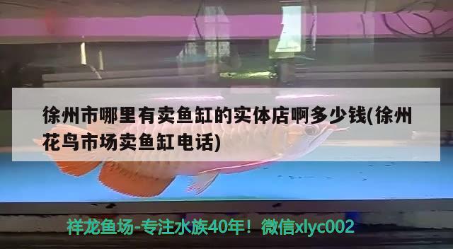 徐州市哪里有卖鱼缸的实体店啊多少钱(徐州花鸟市场卖鱼缸电话) 赛级红龙鱼