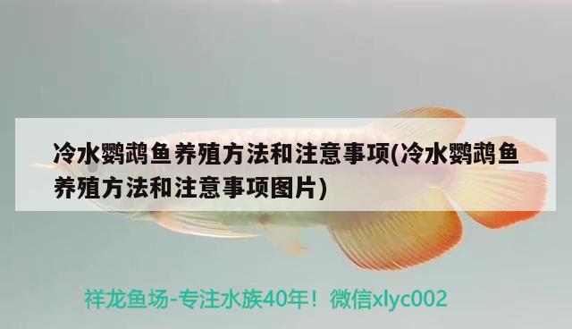 冷水鹦鹉鱼养殖方法和注意事项(冷水鹦鹉鱼养殖方法和注意事项图片) 鹦鹉鱼