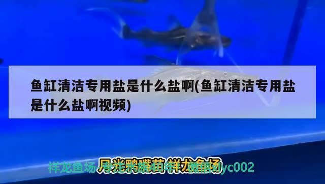 鱼缸清洁专用盐是什么盐啊(鱼缸清洁专用盐是什么盐啊视频) 白子黑帝王魟鱼