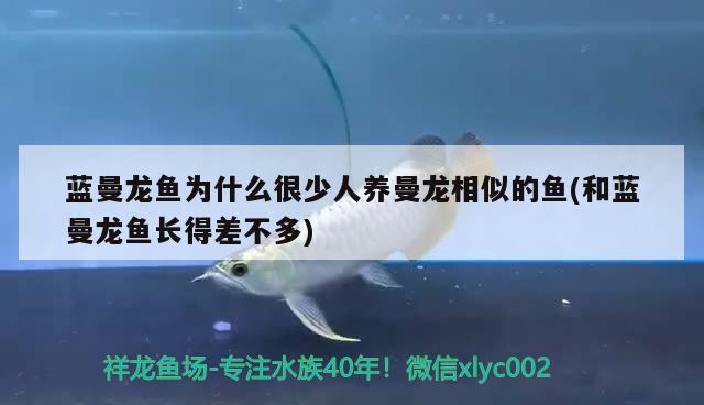 蓝曼龙鱼为什么很少人养曼龙相似的鱼(和蓝曼龙鱼长得差不多) 观赏鱼