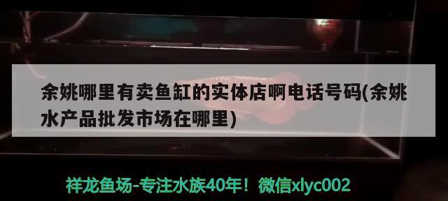 余姚哪里有卖鱼缸的实体店啊电话号码(余姚水产品批发市场在哪里) 战车红龙鱼