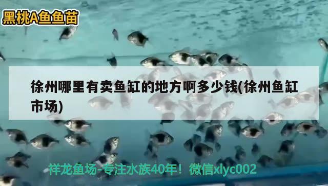 徐州哪里有卖鱼缸的地方啊多少钱(徐州鱼缸市场) 祥龙进口元宝凤凰鱼