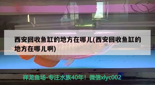 西安回收鱼缸的地方在哪儿(西安回收鱼缸的地方在哪儿啊)