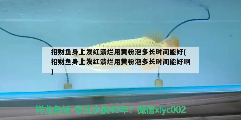 招财鱼身上发红溃烂用黄粉泡多长时间能好(招财鱼身上发红溃烂用黄粉泡多长时间能好啊)