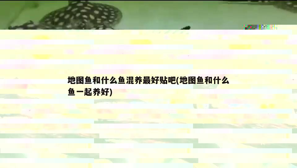 黑边小丑鱼和人工小丑鱼的区别(小丑鱼黑白) 海水鱼