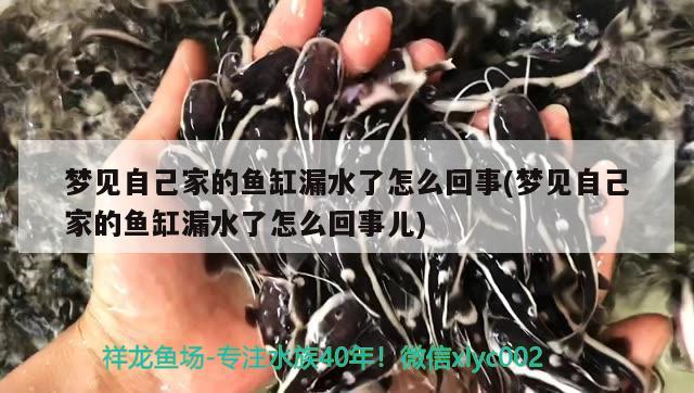 梦见自己家的鱼缸漏水了怎么回事(梦见自己家的鱼缸漏水了怎么回事儿) 图腾金龙鱼