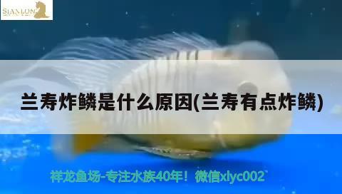 兰寿炸鳞是什么原因(兰寿有点炸鳞)