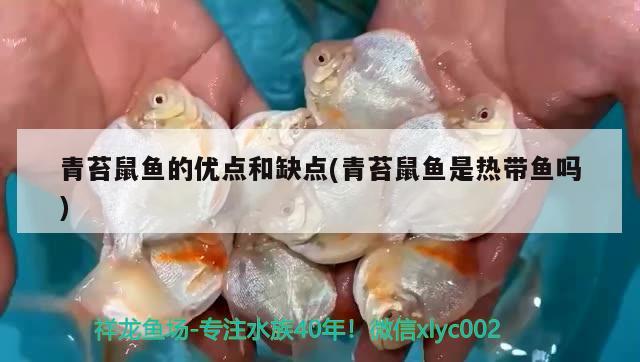 青苔鼠鱼的优点和缺点(青苔鼠鱼是热带鱼吗)