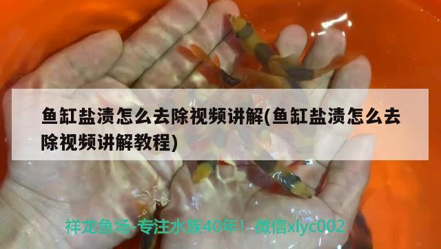 鱼缸盐渍怎么去除视频讲解(鱼缸盐渍怎么去除视频讲解教程) 七彩神仙鱼