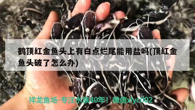 鹤顶红金鱼头上有白点烂尾能用盐吗(顶红金鱼头破了怎么办)