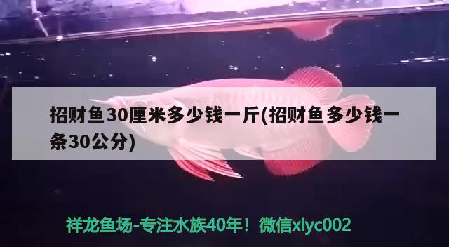 招财鱼30厘米多少钱一斤(招财鱼多少钱一条30公分)