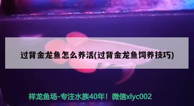 过背金龙鱼怎么养活(过背金龙鱼饲养技巧) 过背金龙鱼