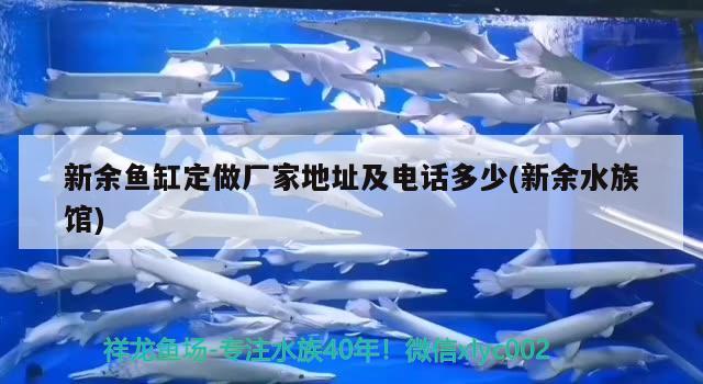 新余鱼缸定做厂家地址及电话多少(新余水族馆) 锦鲤鱼