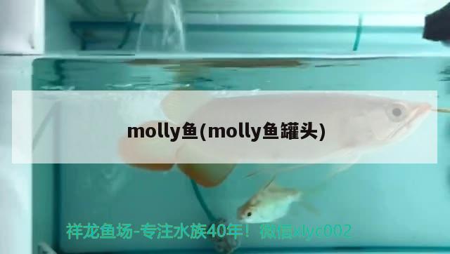 molly鱼(molly鱼罐头)